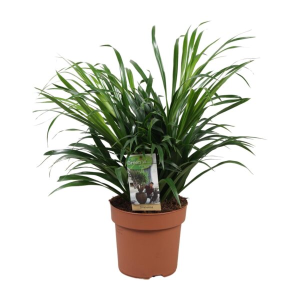 thumbnail_6000-4134.jpg Dracaena Anita