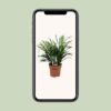 Dracaena Anita