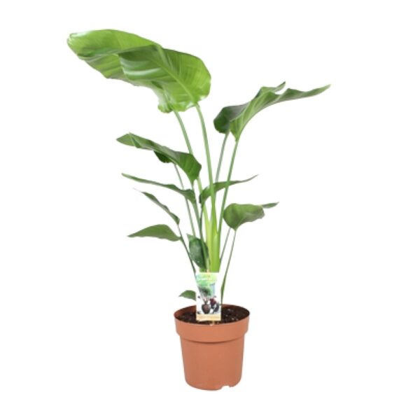 thumbnail_6000-4138.jpg Strelitzia Nicolai