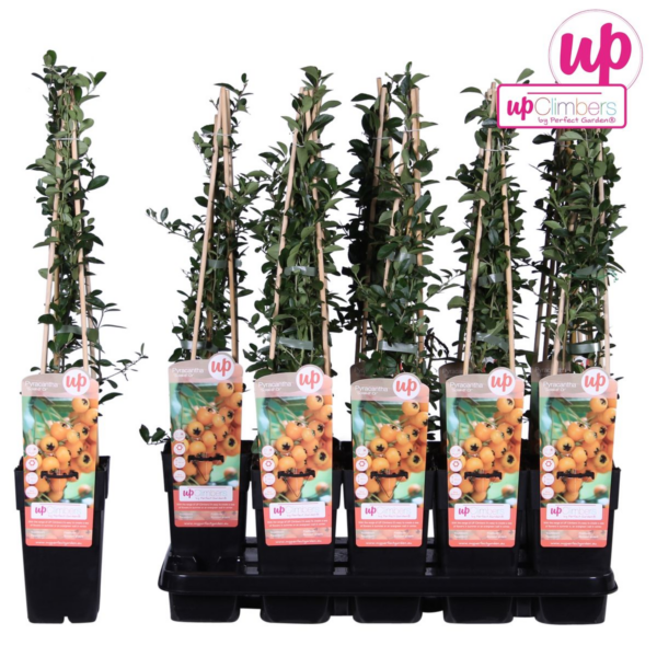 thumbnail_6000-415.png Pyracantha 'Soleil dOr'