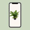 Asplenium Nidus