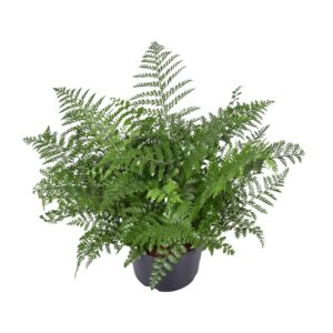 thumbnail_6000-4177.jpg Asplenium Parvati