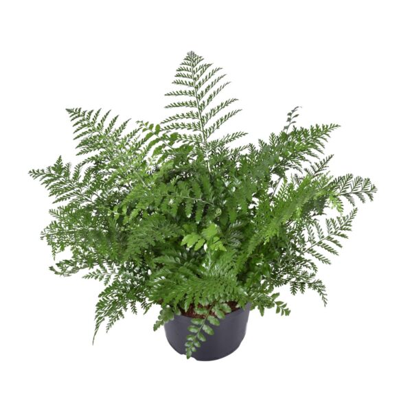 thumbnail_6000-4177.jpg Asplenium Parvati