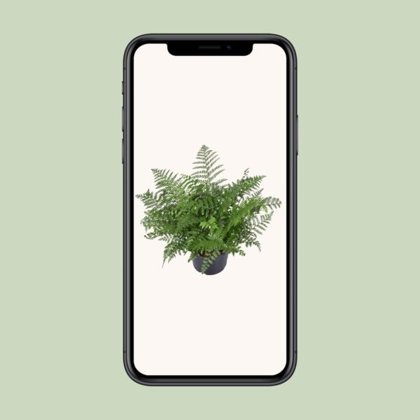 thumbnail_6000-4180.jpg Asplenium Parvati
