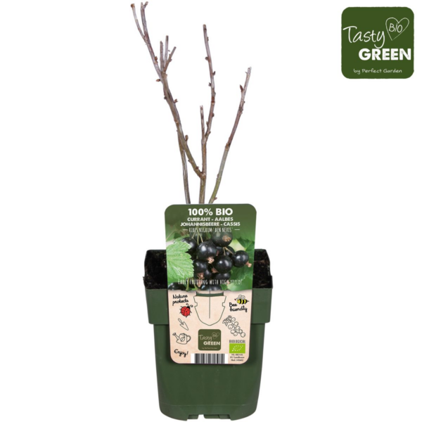 thumbnail_6000-419.png Ribes nigrum 'Ben Nevis'