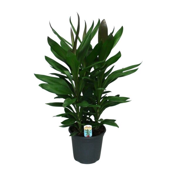 thumbnail_6000-4239.jpg Cordyline Glauca