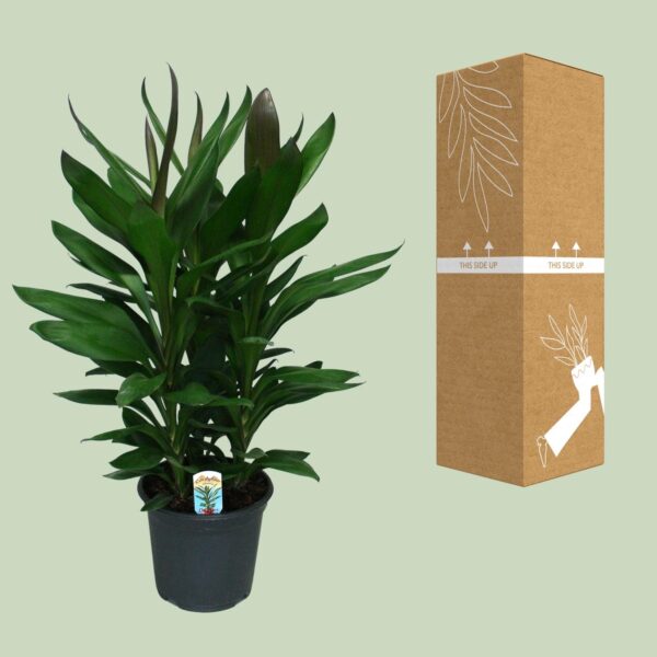 thumbnail_6000-4241.jpg Cordyline Glauca