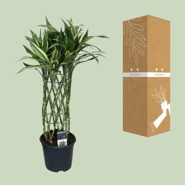 thumbnail_6000-4257.jpg Dracaena Godsefiana