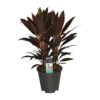 Cordyline Rumba
