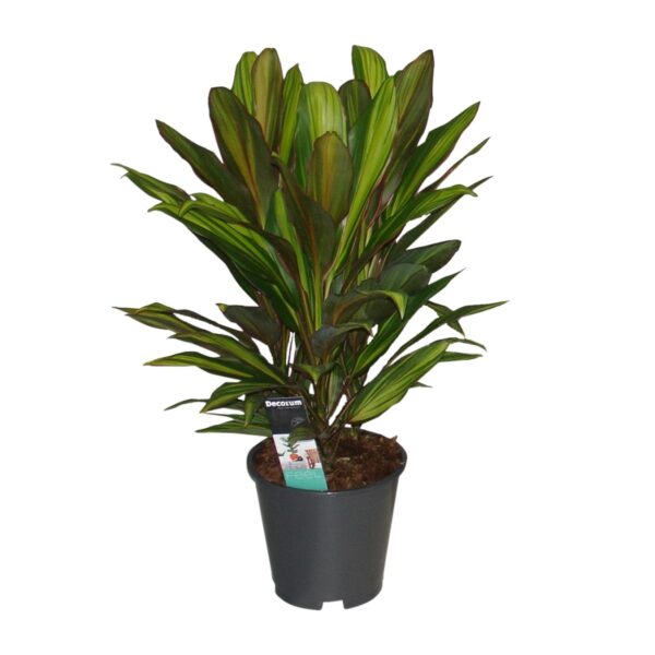 thumbnail_6000-4275.jpg Cordyline Kiwi