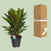 Cordyline Kiwi