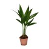 Areca Catechu