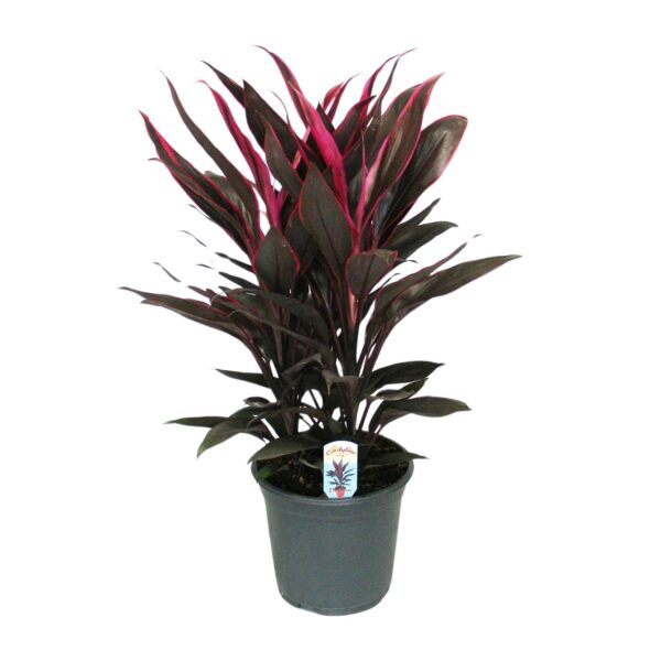 Cordyline Tango Toef