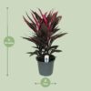 Cordyline Tango Toef