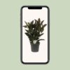 Ficus Melany