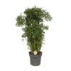 Polyscias Hawaiian