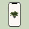 Philodendron Little Phil