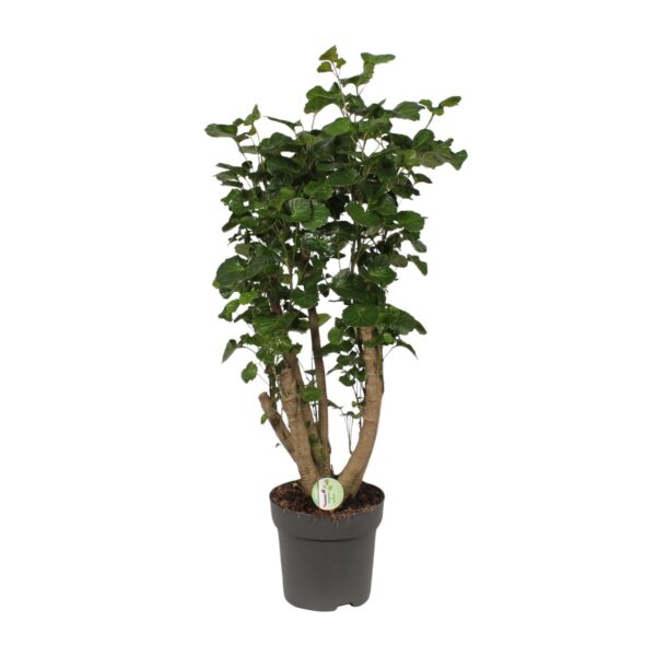 Polyscias Lemon