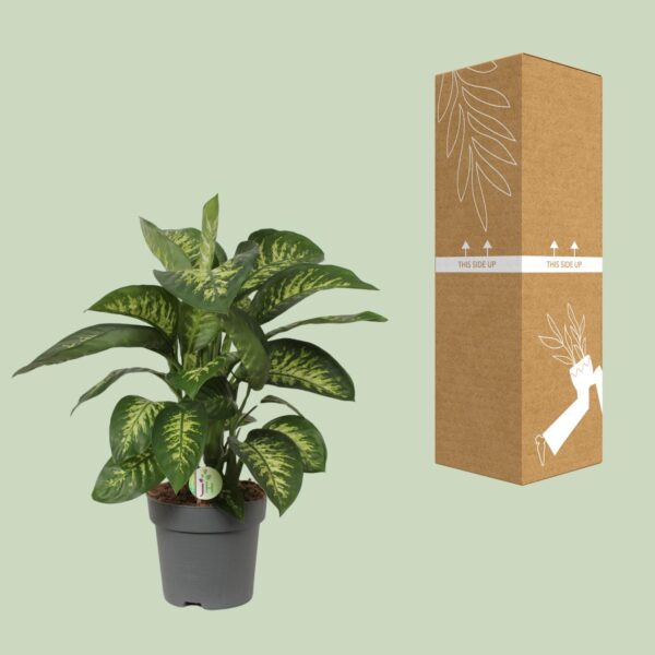 thumbnail_6000-4338.jpg Dieffenbachia Reeva