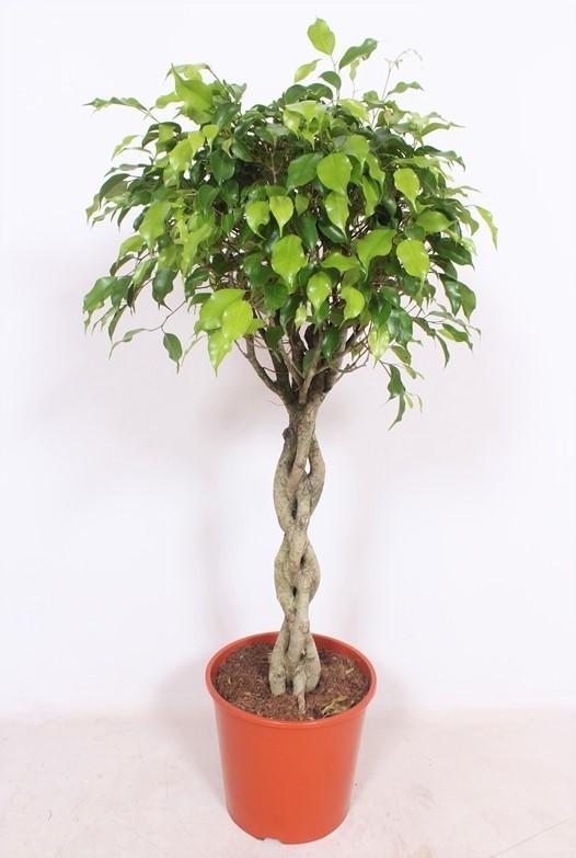 thumbnail_6000-4349.jpg Ficus Exotica