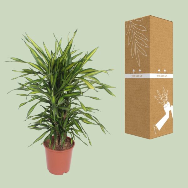 thumbnail_6000-4352.jpg Dracaena Fragrans Riki