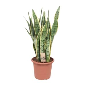 Sansevieria Trifasciata Laurentii