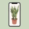 Sansevieria Trifasciata Laurentii