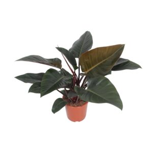 thumbnail_6000-4364.jpg Philodendron Congo Red