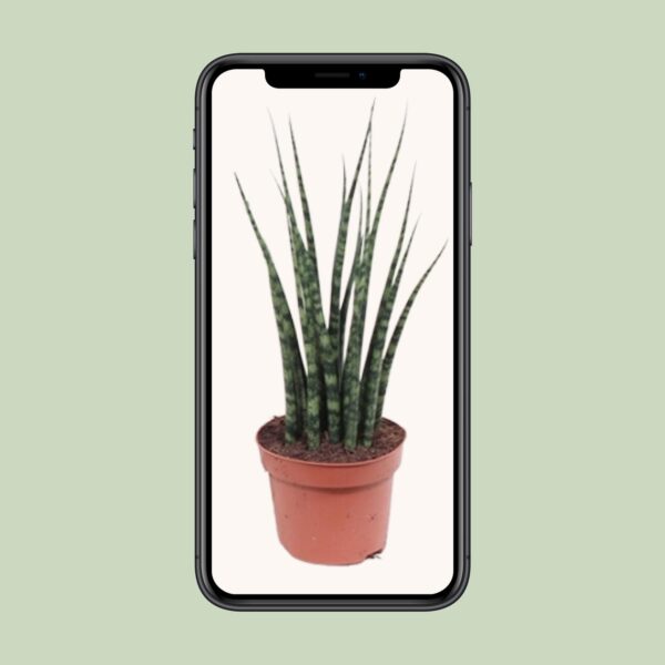 Sansevieria Fernwood Mikado