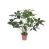 Philodendron Green Wonder
