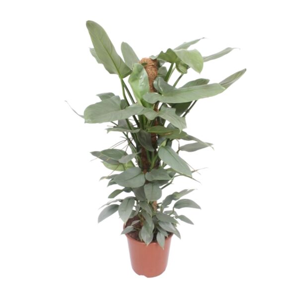 thumbnail_6000-4381.jpg Philodendron Hastatum