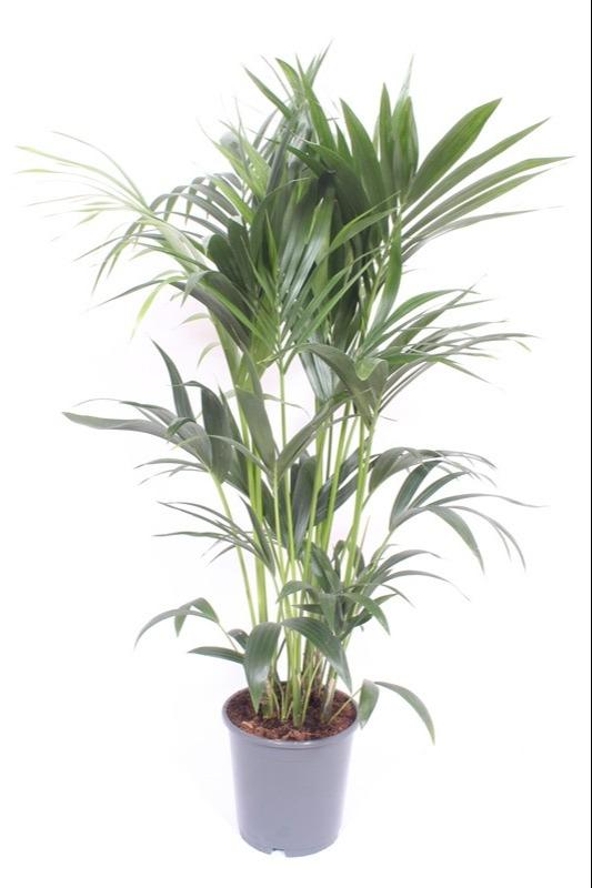 thumbnail_6000-4385.jpg Howea Forsteriana