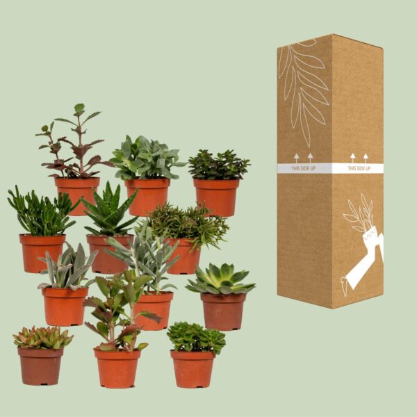 thumbnail_6000-4388.jpg Succulenten mix | 1 plant