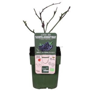 thumbnail_6000-44.png Rubus fruticosus 'Black Satin'