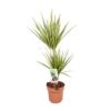 Dracaena Sunray