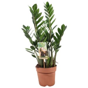 thumbnail_6000-4458.jpg Zamioculcas Zamiifolia