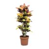 Codiaeum Mrs Iceton