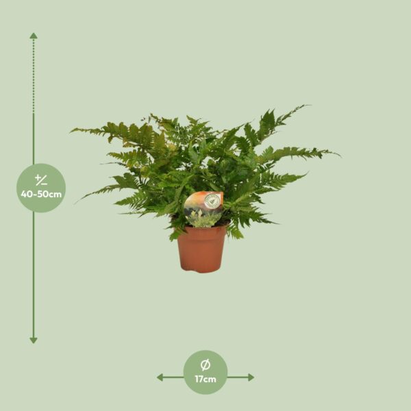 thumbnail_6000-4483.jpg Dryopteris Erythrosora
