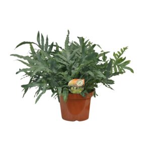 thumbnail_6000-4486.jpg Phlebodium Blue Star