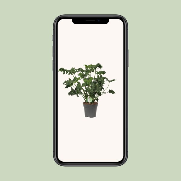 Philodendron Atlantis