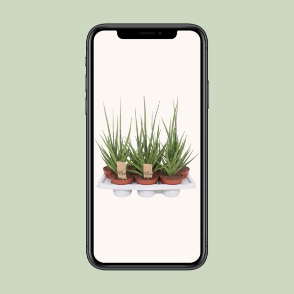 Sansevieria Gracilis Grey