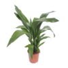 Aspidistra Elatior