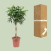 Schefflera Arboricola Compacta