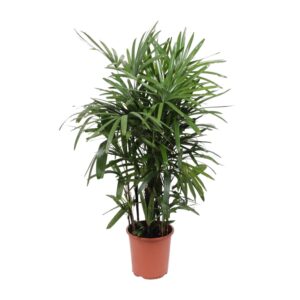 thumbnail_6000-4540.jpg Rhapis Excelsa