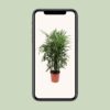 Rhapis Excelsa