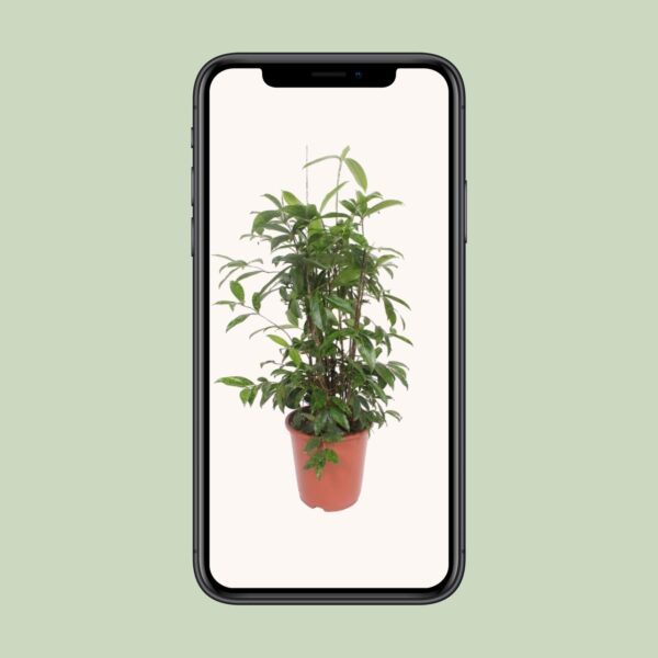 thumbnail_6000-4551.jpg Dracaena Surculosa
