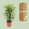 Dracaena Fragrans Deremensis Grp Lemon Lime