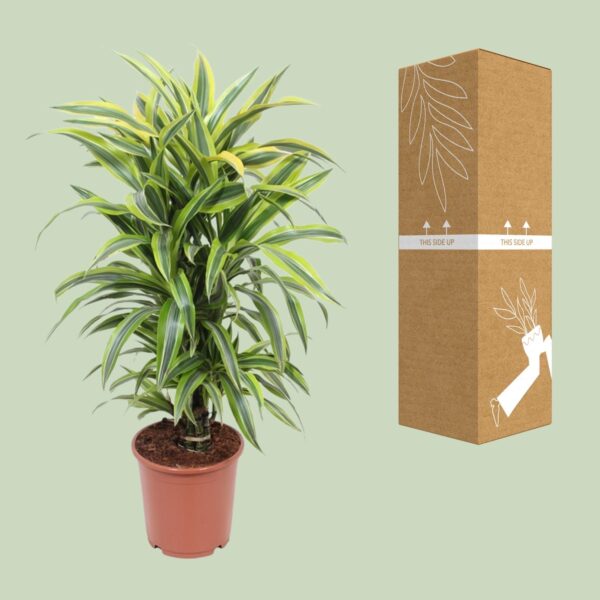 Dracaena Fragrans Deremensis Grp Lemon Lime