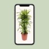 Dracaena Lemon Lime