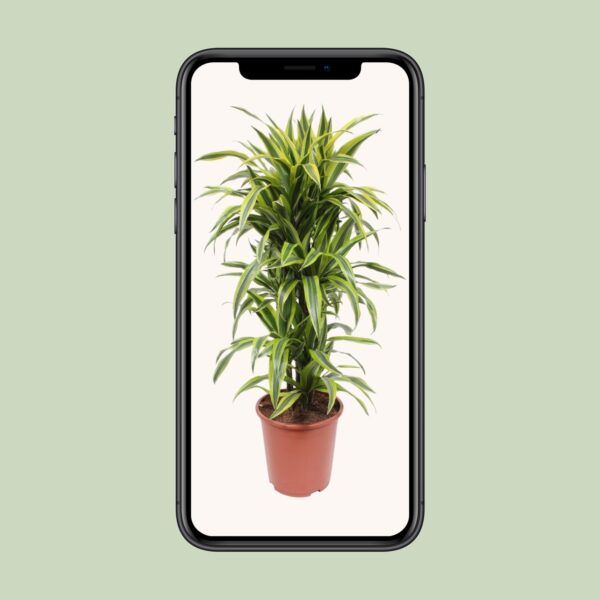 thumbnail_6000-4559.jpg Dracaena Lemon Lime